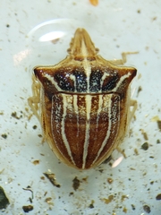 Ancyrosoma leucogrammes