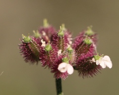 Torilis arvensis
