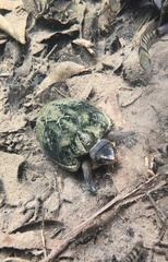 Kinosternon leucostomum