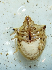 Ancyrosoma leucogrammes