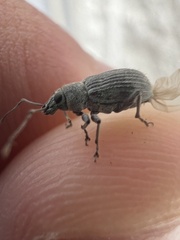 Cyrtepistomus castaneus