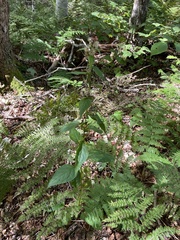 Solidago macrophylla