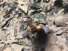 Kinosternon leucostomum