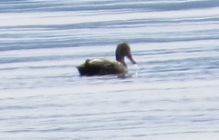 Mareca strepera