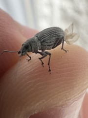 Cyrtepistomus castaneus