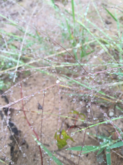 Digitaria cognata