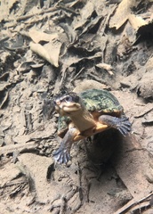 Kinosternon leucostomum