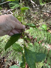 Solidago macrophylla