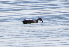 Mareca strepera