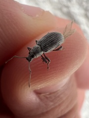 Cyrtepistomus castaneus