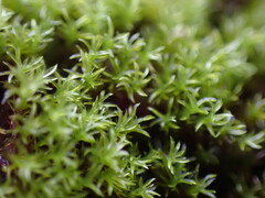 Eucladium verticillatum