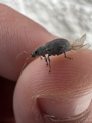 Cyrtepistomus castaneus