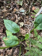Solidago macrophylla