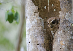 Margarobyas lawrencii