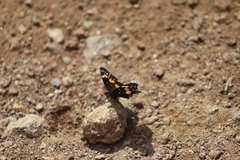 Chlosyne lacinia adjutrix