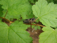 Physocarpus capitatus