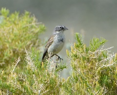 Artemisiospiza nevadensis