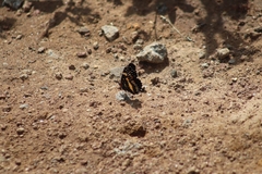 Chlosyne lacinia adjutrix