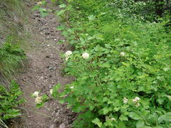 Physocarpus capitatus