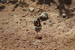 Chlosyne lacinia adjutrix