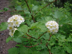 Physocarpus capitatus