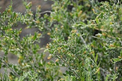 Grayia spinosa