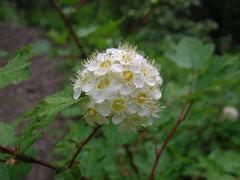 Physocarpus capitatus