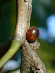 Allokermes galliformis