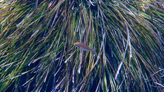 Spondyliosoma cantharus