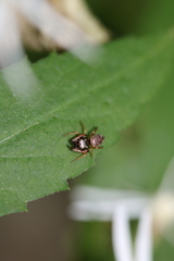 Zygoballus rufipes
