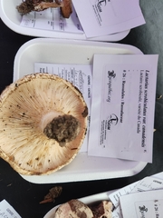 Lactarius scrobiculatus canadensis