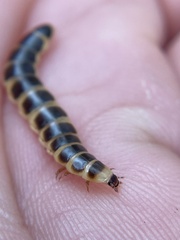 Zarhipis integripennis