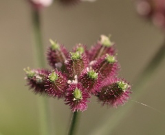 Torilis arvensis