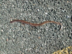 Carphophis amoenus amoenus