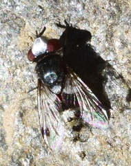 Sphenometopa fastuosa