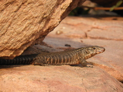 Matobosaurus validus