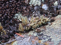 Selaginella densa