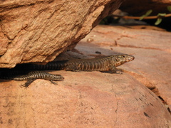 Matobosaurus validus