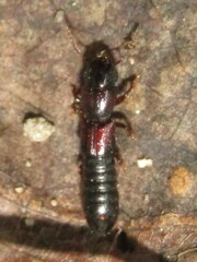 Osoriinae