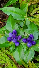 Gentiana clausa