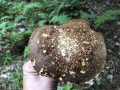 Xerocomus spadiceus