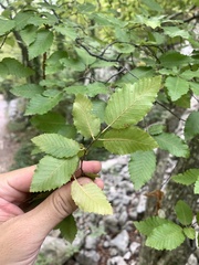 Carpinus orientalis
