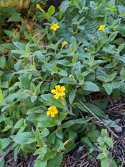 Erythranthe moschata