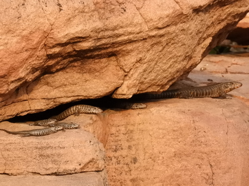 Common Giant Plated Lizard, Matobosaurus validus