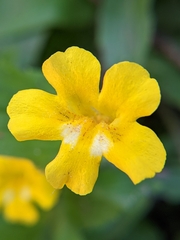 Erythranthe moschata