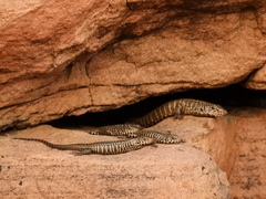 Matobosaurus validus