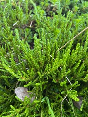 Cassiope tetragona