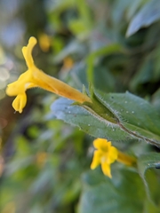 Erythranthe moschata