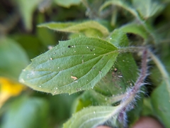 Erythranthe moschata