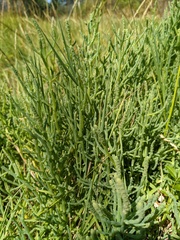 Salicornia pacifica
